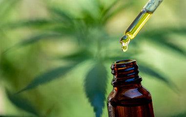 Everything You Need to Know About CBD - Wild Leaf