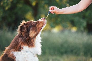 How Does CBD for Pets Work? - Wild Leaf