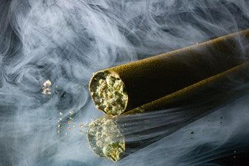 Why Does Cannabis Smell Skunky? - Wild Leaf